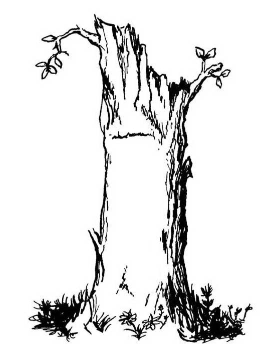 Albero con grosso tronco disegni gratuiti