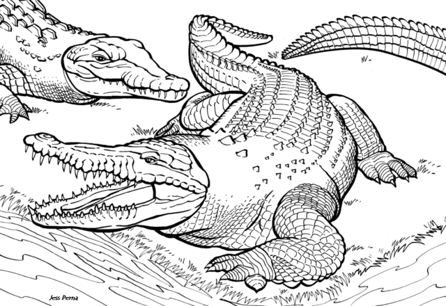 Alligatori realistici disegni da colorare