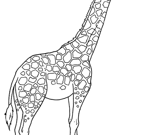 Alta giraffa da stampare e da colorare gratuitamente