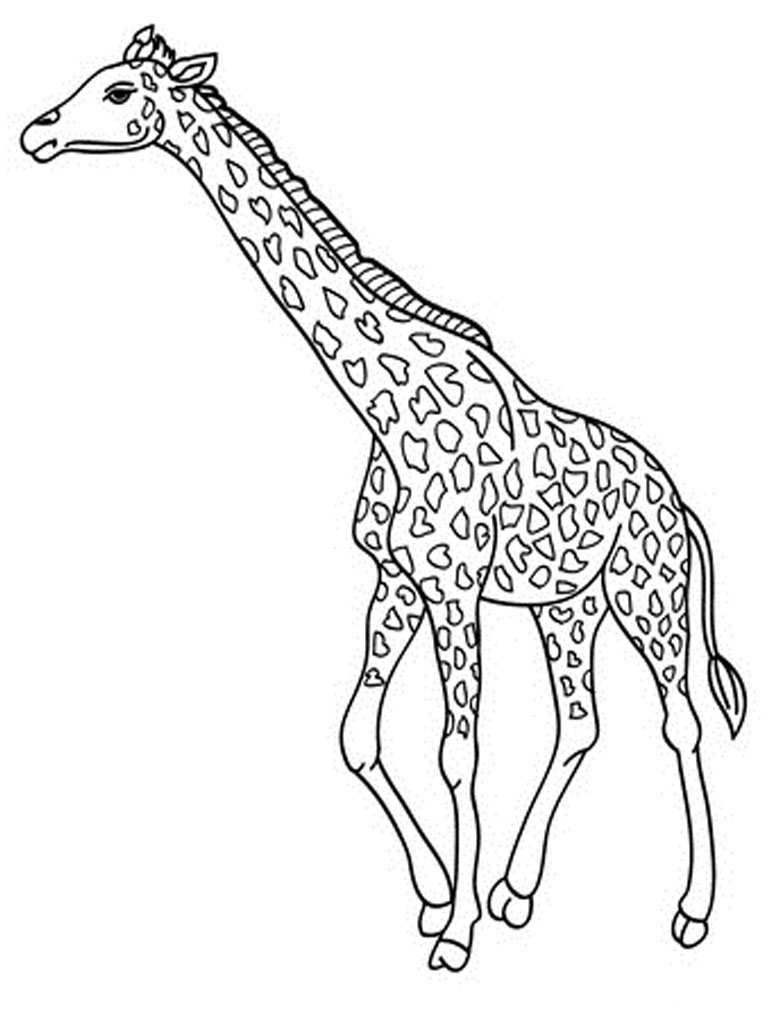 Alta realistica giraffa da stampare e da colorare