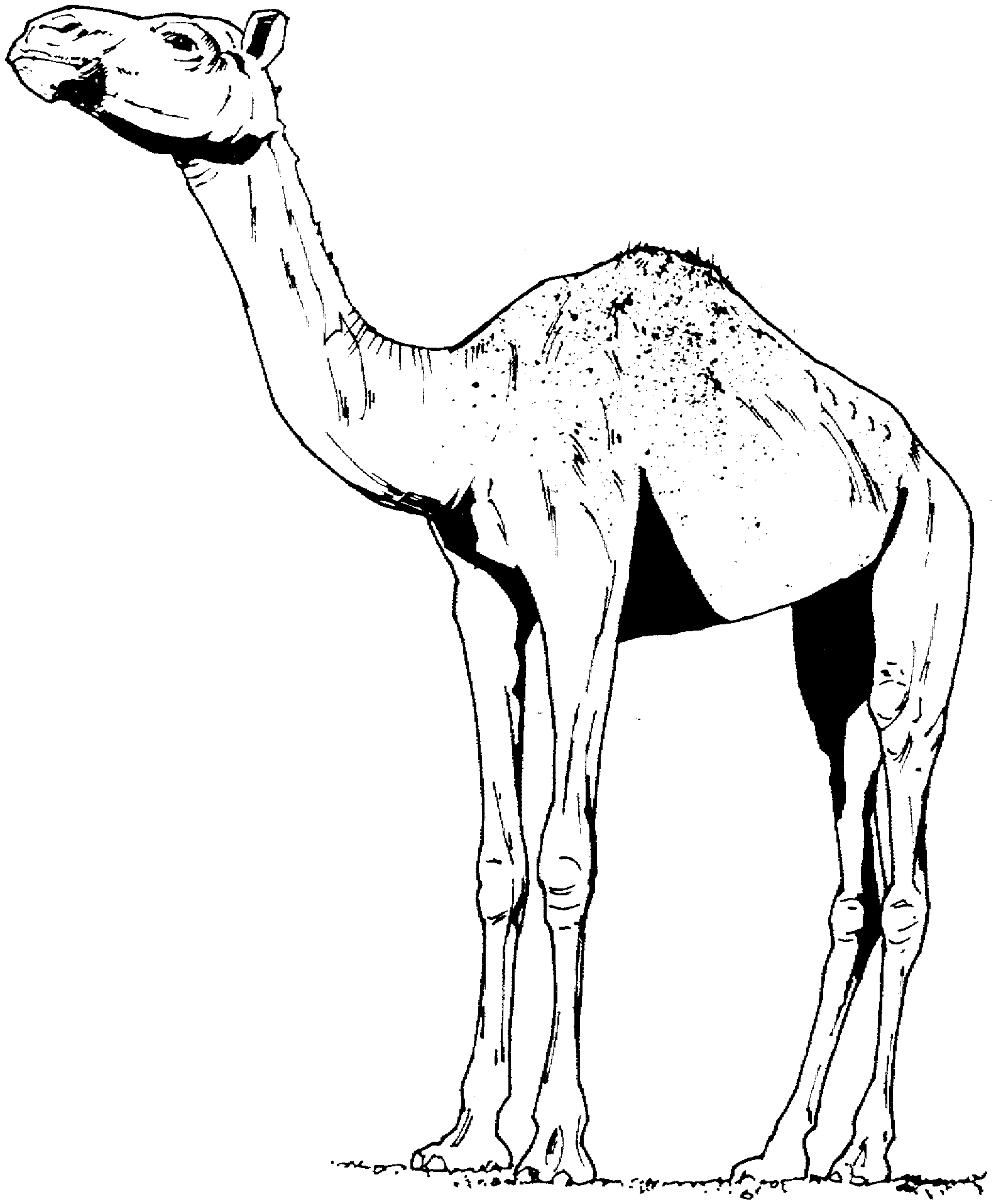 Alto cammello realistico disegno da stampare e colorare gratis