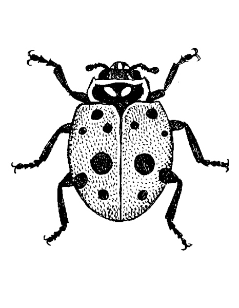 Altra coccinella insetto realistico disegno da colorare