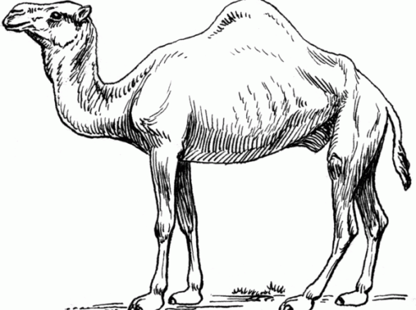 Altro cammello realistico disegno da colorare gratis