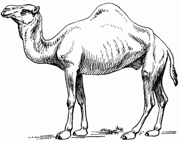 Altro cammello realistico disegno da colorare gratis