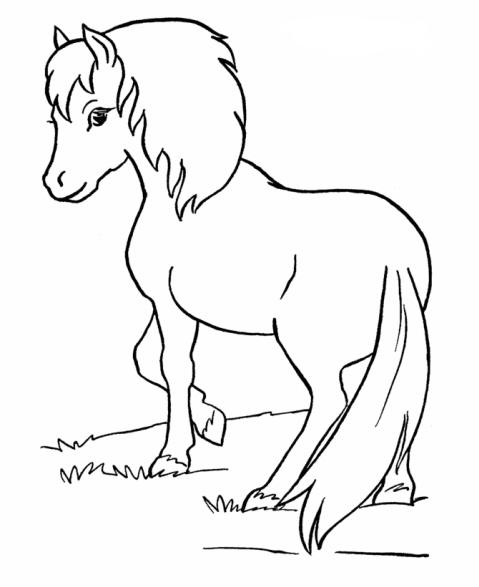 Bellissimo cavallo femmina da colorare