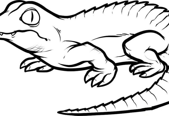 Buffo coccodrillo alligatore disegno da colorare