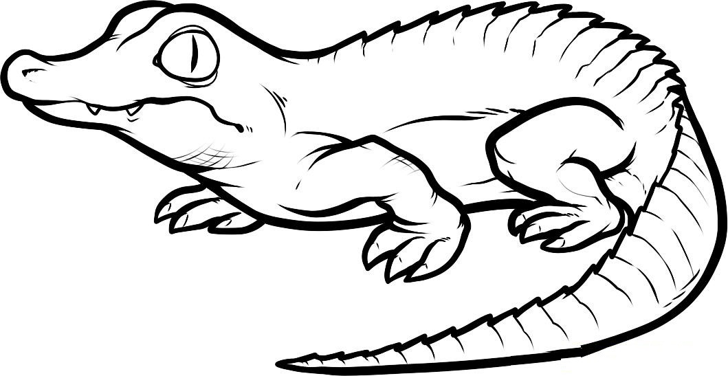 Buffo coccodrillo alligatore disegno da colorare