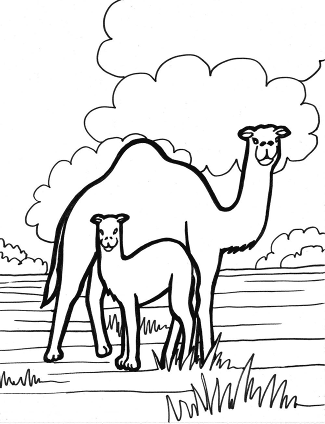 Cammello mamma e figlio disegno da colorare gratis
