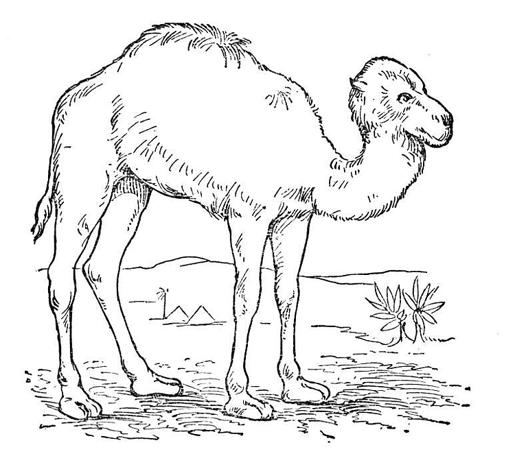 Cammello nel deserto disegno da colorare gratis