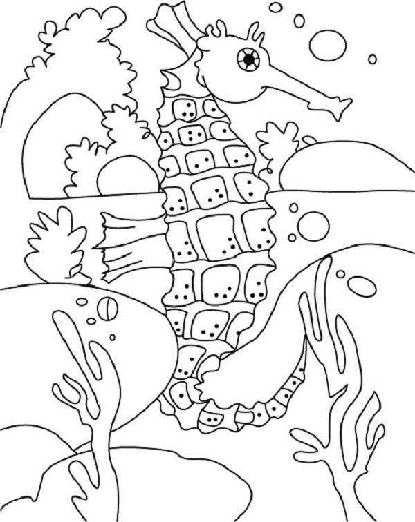 Cavalluccio marino sul fondale disegni per bambini