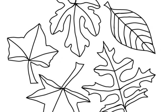 Cinque foglie di diverso tipo da colorare gratis