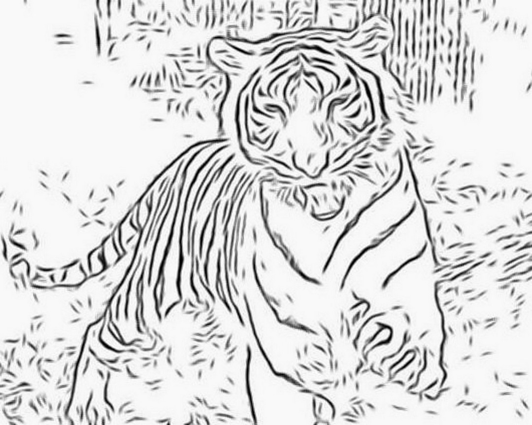 Colora e stampa la tigre