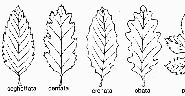 Colora i vari tipi di foglie tra queste sei