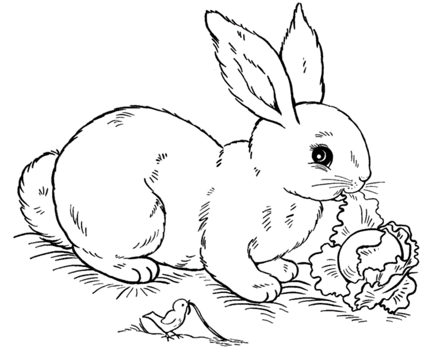 Coniglio che mangia la verdura disegno da colorare