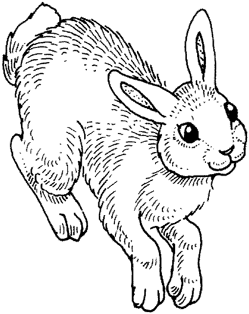 Coniglio realistico disegno per bambini da colorare