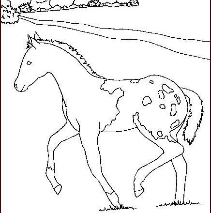 Cucciolo di cavallo libero disegno da colorare