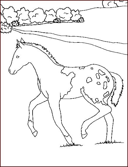 Cucciolo di cavallo libero disegno da colorare