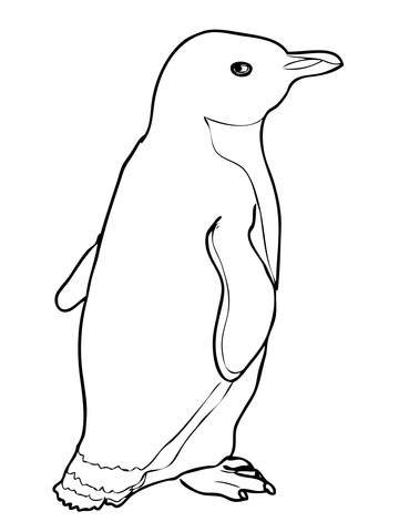 Cucciolo di pinguino immagine da colorare gratis