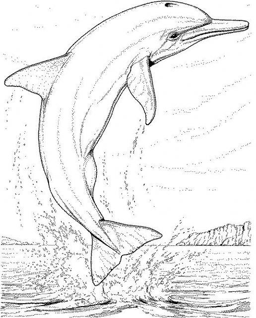 Delfino realistico in mare disegno da colorare
