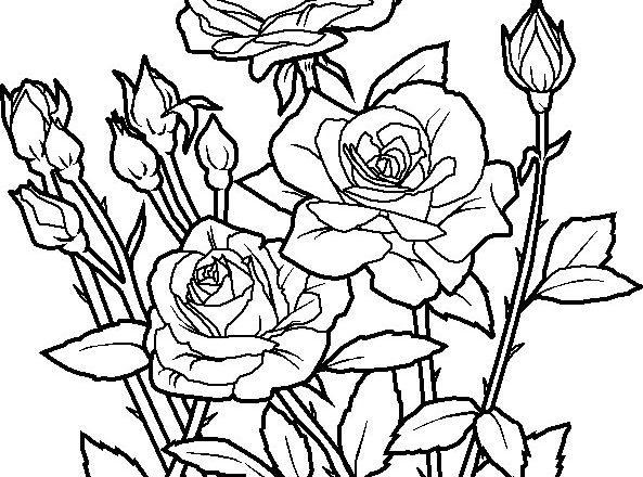 Deliziose rose fiori da stampare e da colorare gratis
