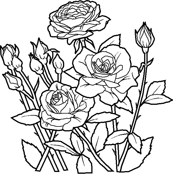 Deliziose rose fiori da stampare e da colorare gratis