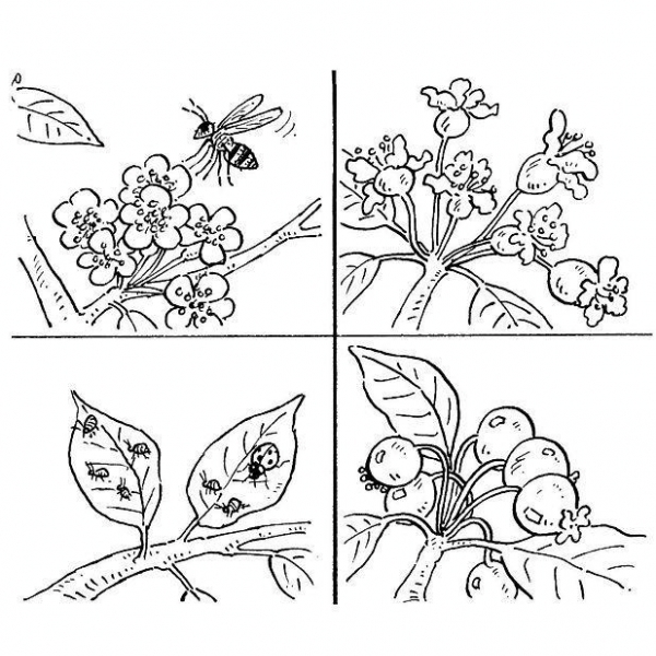 Delle api su un ramoscello disegni da colorare