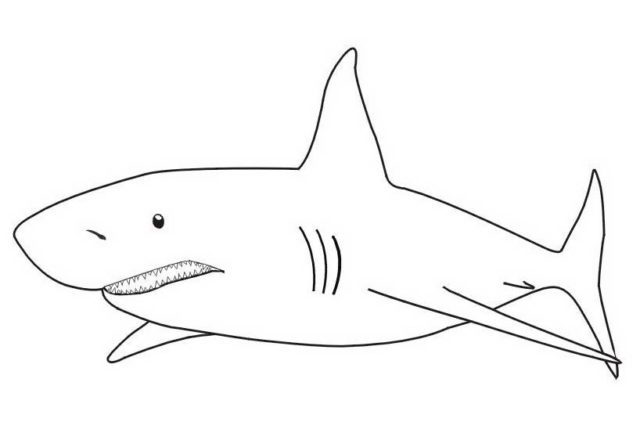Disegni semplici da colorare di squali