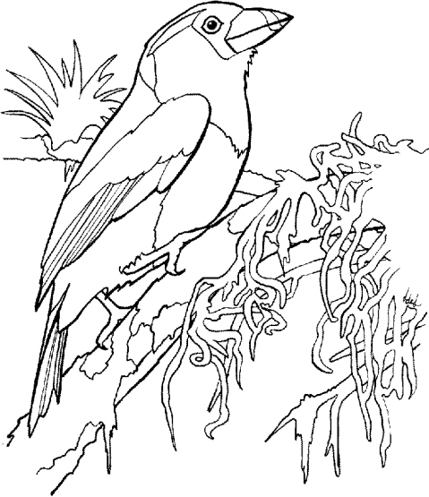 Disegno da colorare di un pappagallo