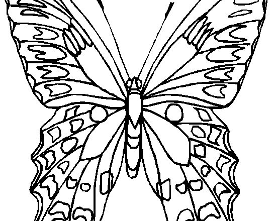 Disegno da colorare farfalla realistica