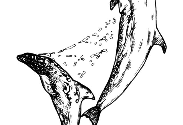 Disegno da colorare realistico di due delfini