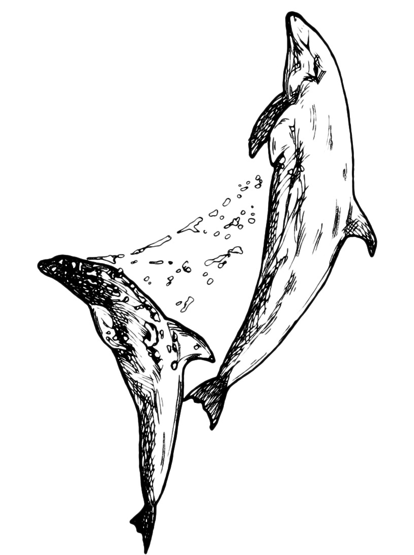 Disegno da colorare realistico di due delfini