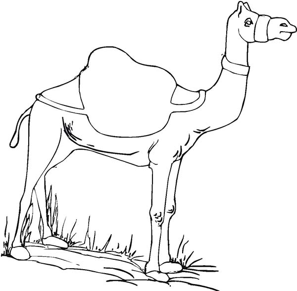 Disegno di cammello da stampare e da colorare gratis