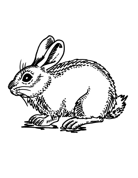 Disegno realistico coniglio per bambini