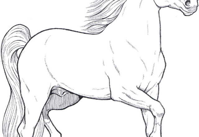 Disegno realistico di un cavallo da colorare
