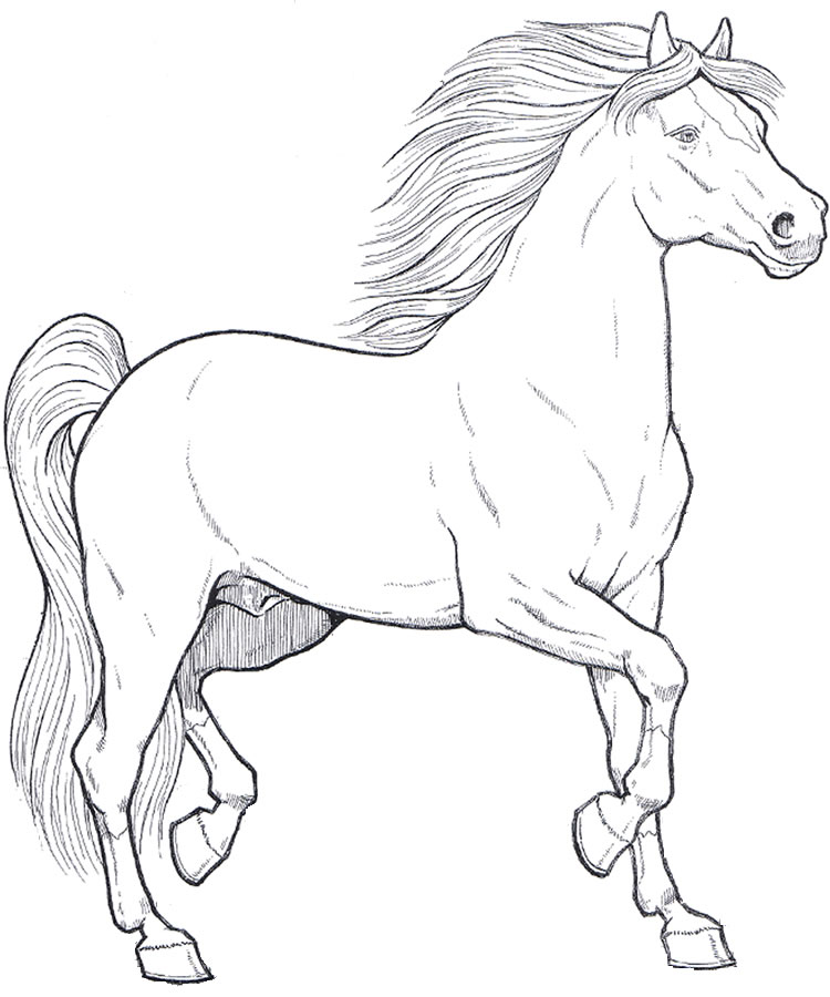 Disegno realistico di un cavallo da colorare