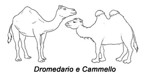 Dromedario e Cammello disegno da colorare gratis