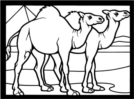 Due cammelli disegni da colorare gratis