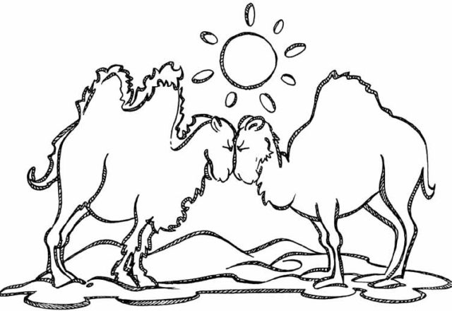 Due cammelli nel deserto immagine da colorare per bambini