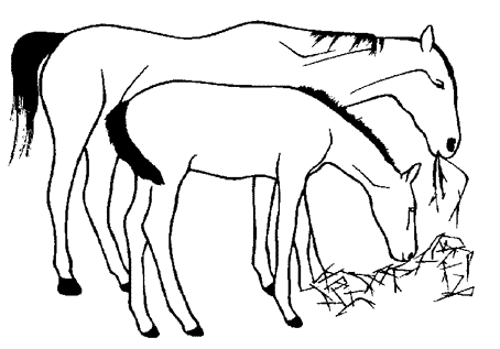 Due cavalli che mangiano l’ erba disegno da colorare gratis