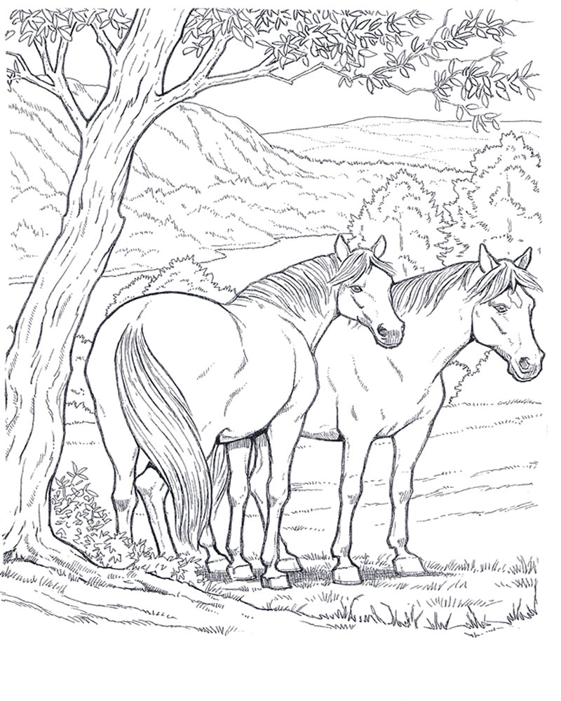 Due cavalli liberi a riposo sotto un albero