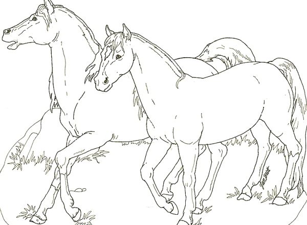 Due cavalli liberi nella prateria disegno da colorare per bambino e bambina