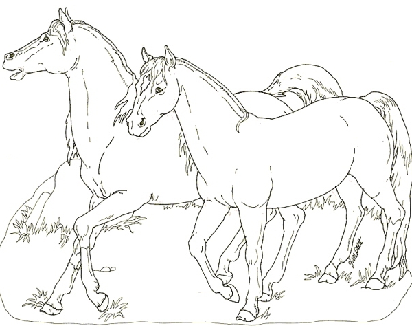 Due cavalli liberi nella prateria disegno da colorare per bambino e bambina