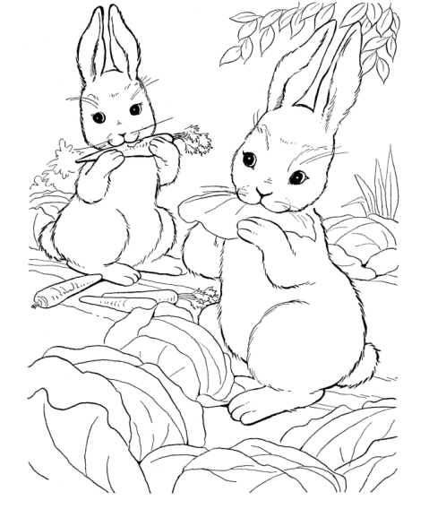Due coniglietti che mangiano le carote disegni da colorare categoria animali