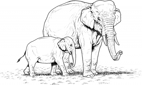 Due elefanti realistici da colorare