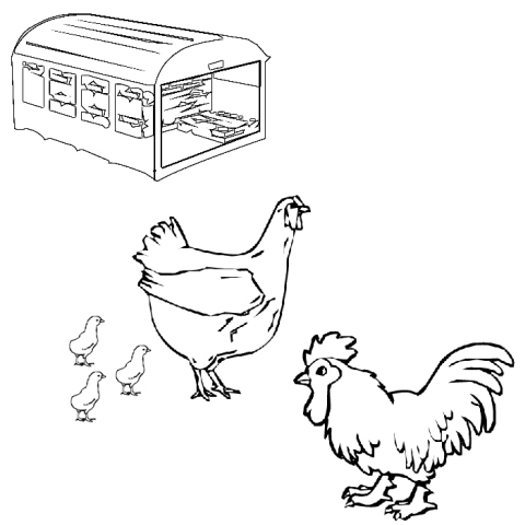 Due galline coi loro pulcini disegni da colorare gratis
