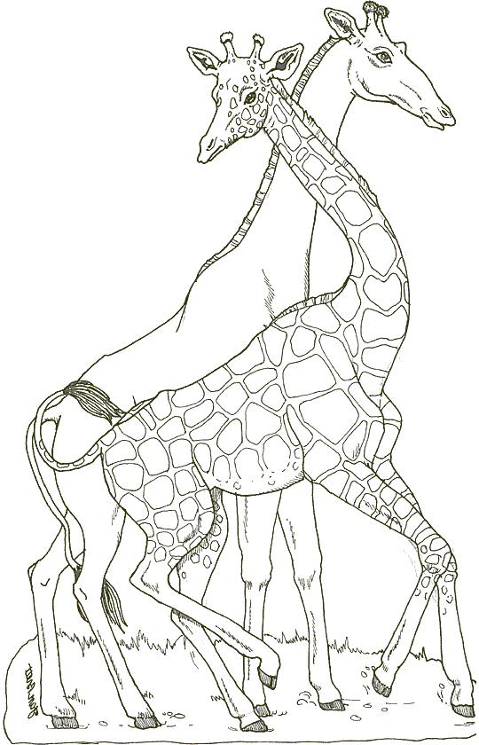 Due giraffe da stampare e da colorare categoria animali