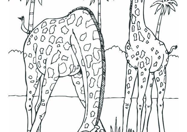 Due giraffe nel loro habitat naturale da stampare e da colorare