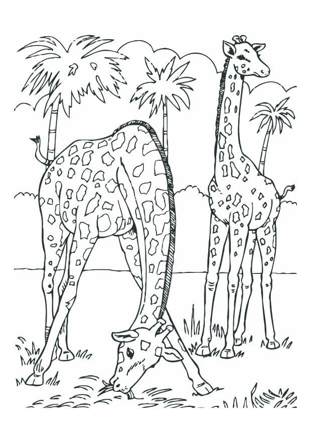 Due giraffe nel loro habitat naturale da stampare e da colorare
