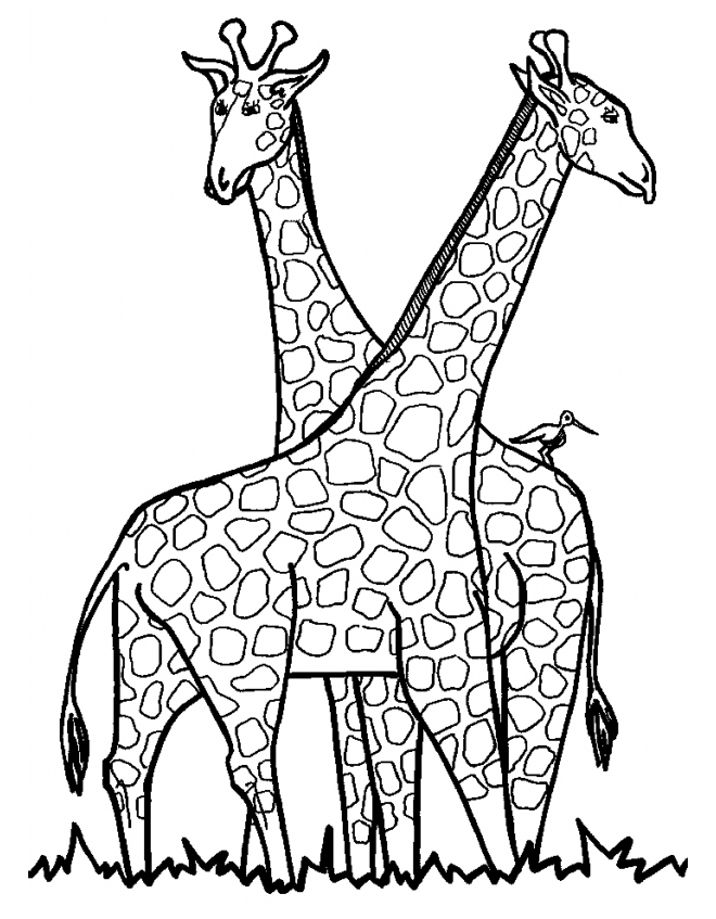 Due grandi giraffe disegni da colorare nella categoria animali