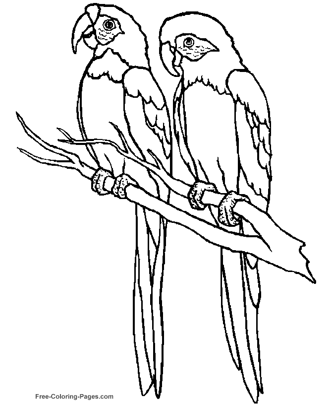 Due grandi pappagalli da colorare